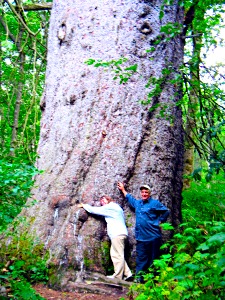 World's Largest Sitka Spruce