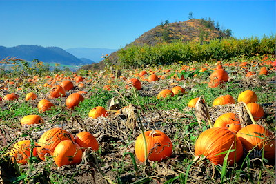 Pumpkin Festival in October