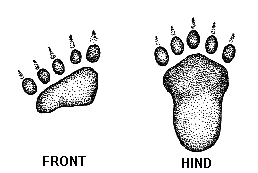 Black Bear tracks