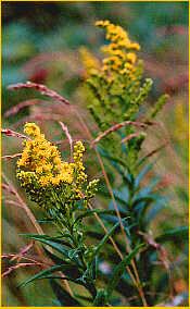 Canada Goldenrod