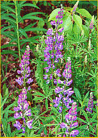 Lupines