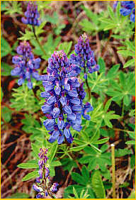 Lupines